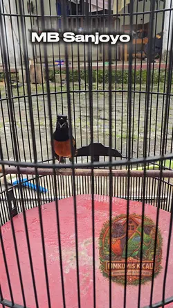 Manuk72RevOmkumis