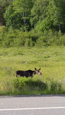 Canadian' Animals
