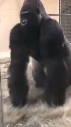 monkey with photo 