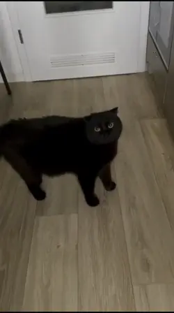 Funny cat