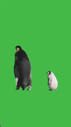 Penguins Walking