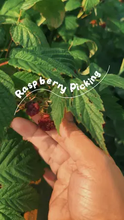 Raspberry Picking