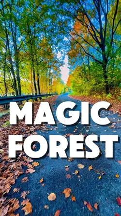 Magic Forest