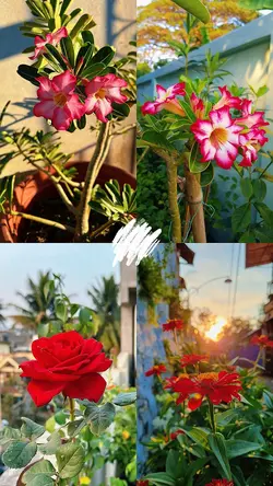 Flowers