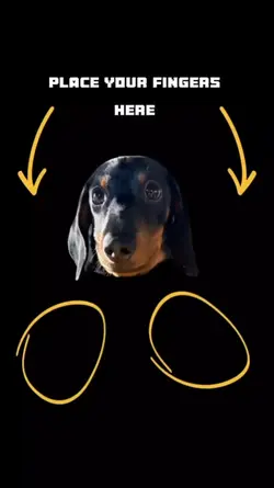 funny dog meme 