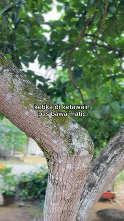 diketawain 