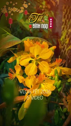 Vlog Tết 2026