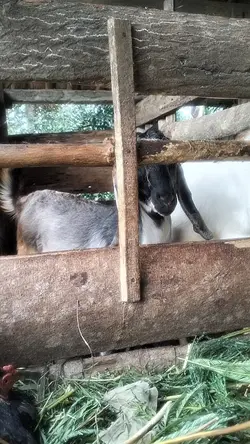 peternakan kambing