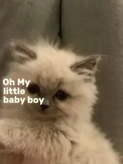 Oh my little baby bo