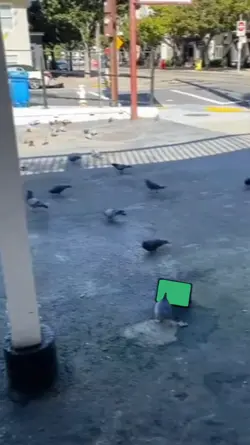 pigeon laptop 2x pic