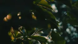Cinematic HD 