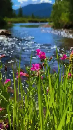 flower aesthetic