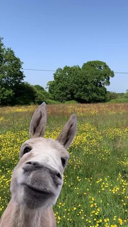 Recut | Donkey Chewing 🫏