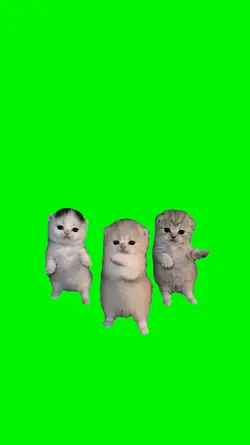 cat trio