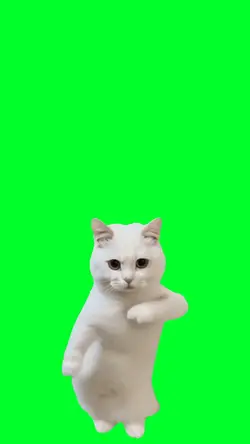 Cat dancing