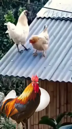 Chicken funny