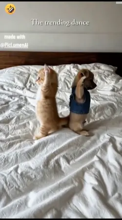 Funny Cat. Edit text