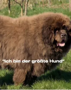 Der größte Hund 🐶 😈😂