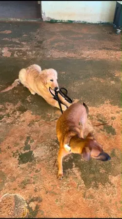Cachorro