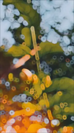 4k tiktok Trend 