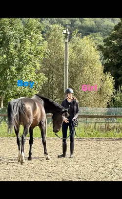 Horse