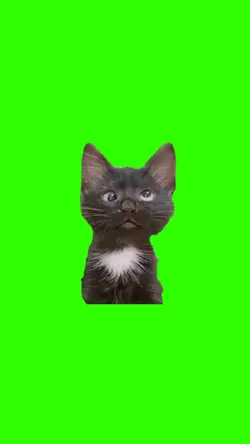 Confused Kitten