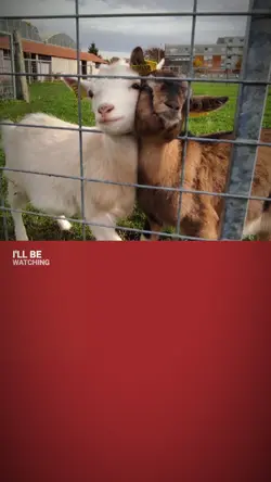 Duo 