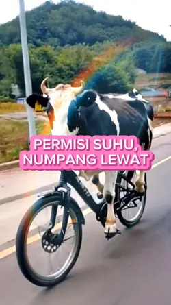 sapi