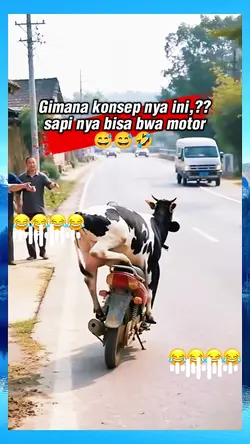 sapi naik motor
