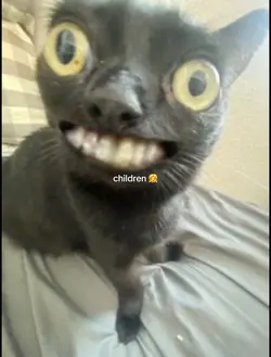 black cats