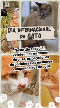 Dia do GATO