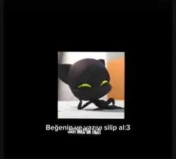 beles kara kedi edit