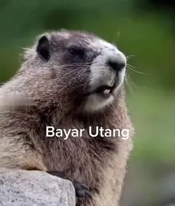 marmut lucu 