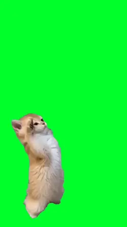 Kitty salute