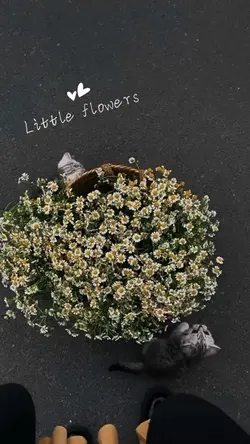 ✨Little flowers ✨