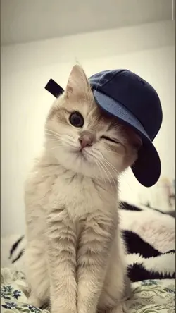 jjcutecat 