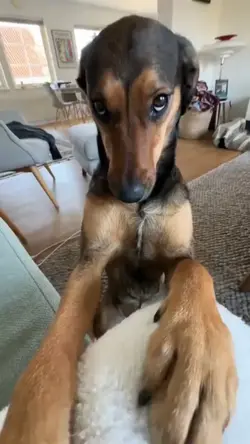 dog