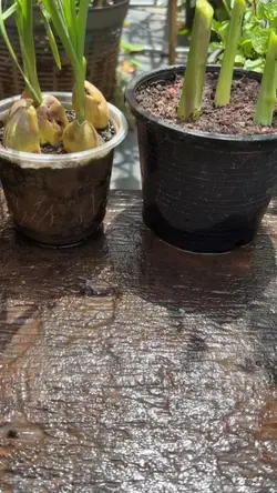 mẫu 