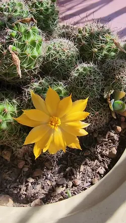 Cactus
