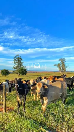 Texas Farm 