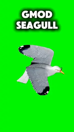 GMOD Seagull