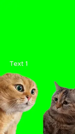 Cat Meme