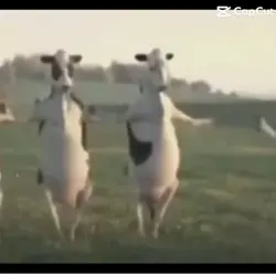 Cow dance