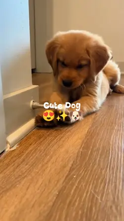 Cute Dog