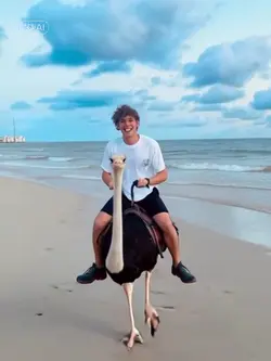 Ostrich 