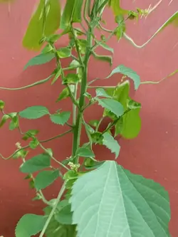 pohon cantik 