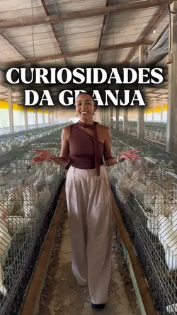 Curiosidades 