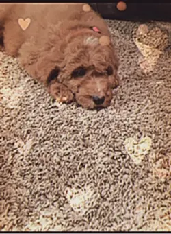 My dog