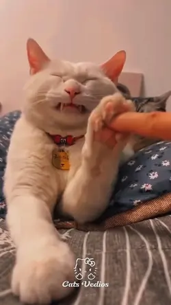 Cat edit template