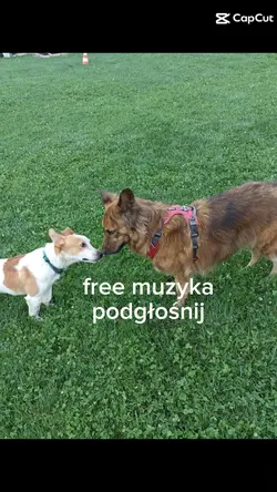 free muzyka